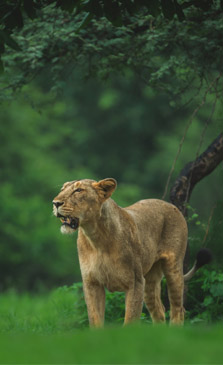 Gir Forest