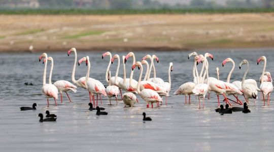 Khijadia Bird Sanctuary