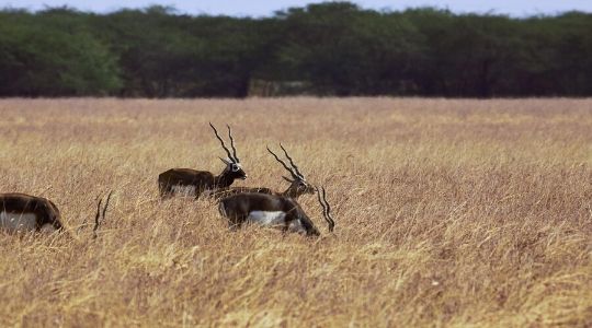 Velavadar Blackbuck National Park