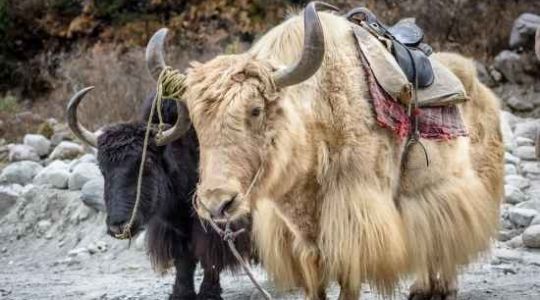 National Research Centre on Yak